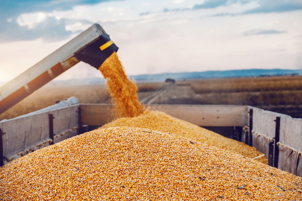 Exportaciones de maíz zafra 2023 prosiguen lentamente conforme avanza la cosecha