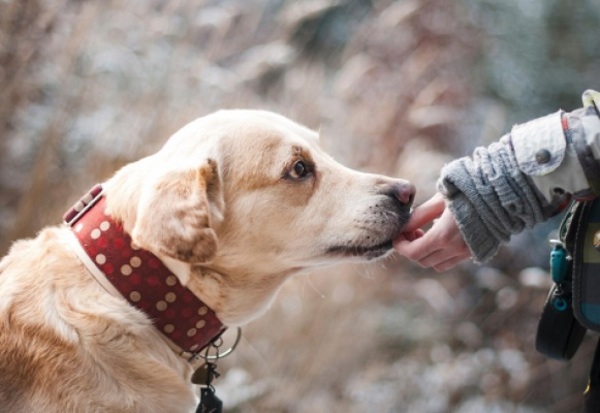 Día Mundial del Perro. Un día para consentir a nuestros peludos