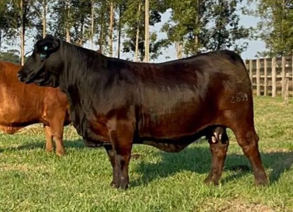 En animales de campo, una vaca Brangus es la más cara de la Expo - Economía - ABC Color