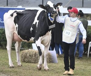 Expo: Eligieron vaca más productora - Economía - ABC Color