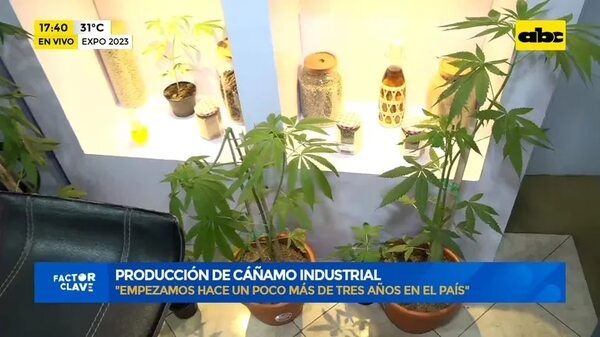 Video: Producción de cáñamo industrial - Factor Clave - ABC Color
