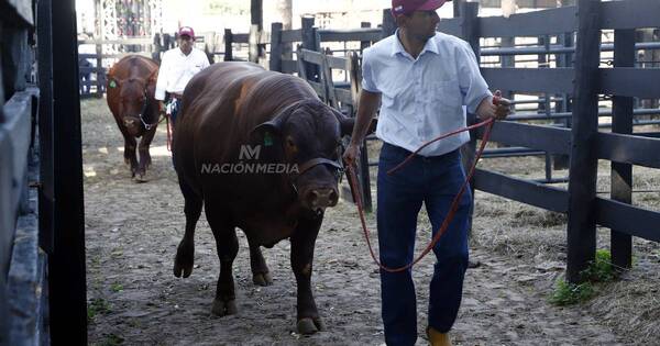 La Nación / Entusiasmo de reproductores se notó con buenas pagas en remates