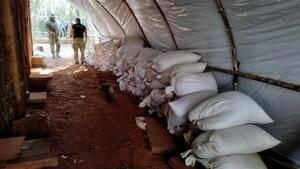 Desmantelan siete centros de producción de marihuana en Concepción