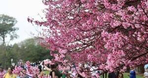 La Nación / “Todos queremos ser como las flores del sakura: florecer bien y despedirnos bien”