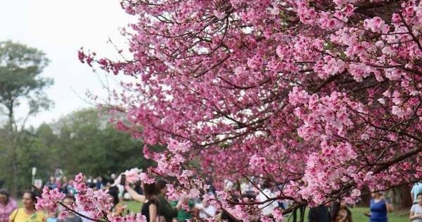 La Nación / “Todos queremos ser como las flores del sakura: florecer bien y despedirnos bien”