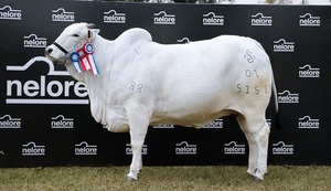 Vaca Nelore se remató el 50% en más de 53.600 dólares en la Expo MRA