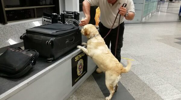 CANES ANTIDROGAS TAMBIÉN CELEBRAN EL DÍA MUNDIAL DEL PERRO