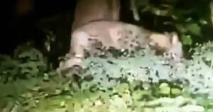 La Nación / Animal salvaje suelto aterrorizó Berlín