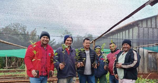 La Nación / Ñacunday invierte para incentivar la producción yerbatera y mejorar renta