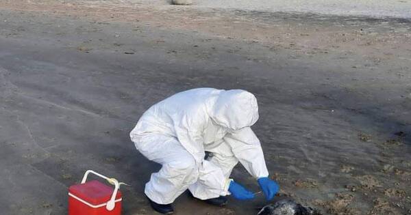 La Nación / Uruguay: descartan gripe aviar en muerte de 2.000 pingüinos