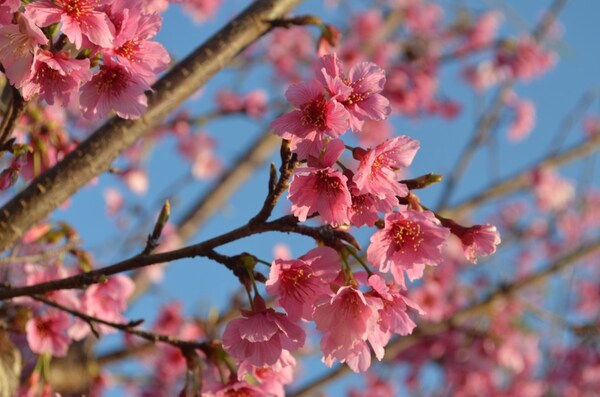 EMBLEMÁTICA FLOR SAKURA DE LA “TIERRA DEL SOL NACIENTE” GUARDA MENSAJE ENTRAÑABLE
