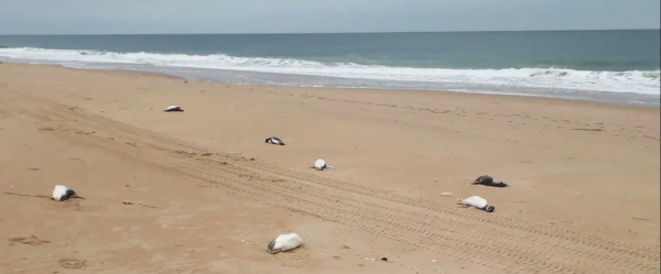 Unos 2.000 pingüinos aparecen muertos en costas de Uruguay - ADN Digital