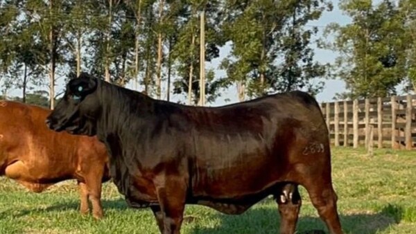 PAGARON G. 214 MILLONES POR UNA GRAN CAMPEONA