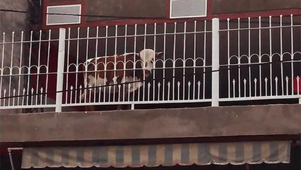 Campesino en China se mudó a la ciudad y comenzó a criar vacas en su terraza