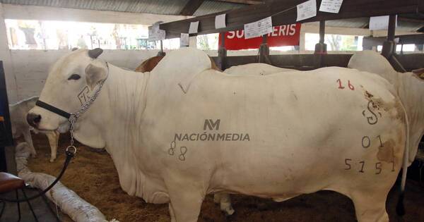 La Nación / Media vaca vendida por G. 400 millones corona la Expo 2023 con algarabía