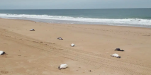 Unos 2.000 pingüinos aparecen muertos en costas de Uruguay