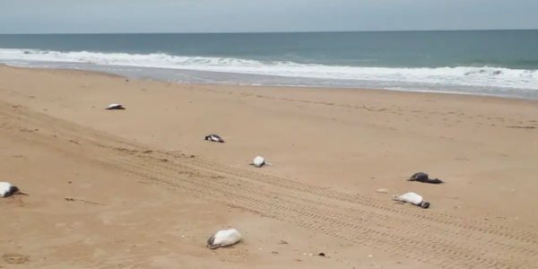 Unos 2.000 pingüinos aparecen muertos en costas de Uruguay
