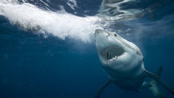 ¿Tiburones 'cocainómanos'?