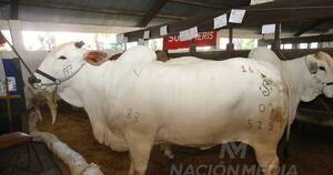 La Nación / Júbilo en la feria por media vaca vendida en G. 400 millones