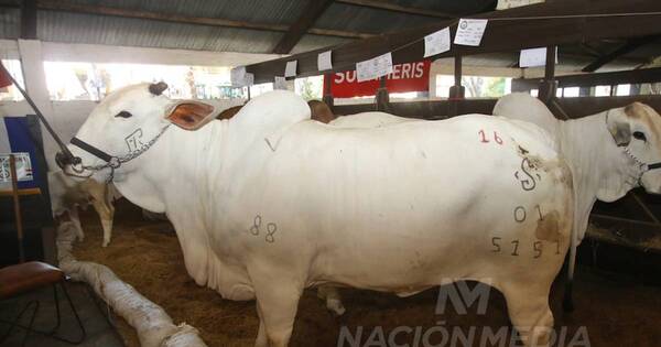 La Nación / Júbilo en la feria por media vaca vendida en G. 400 millones