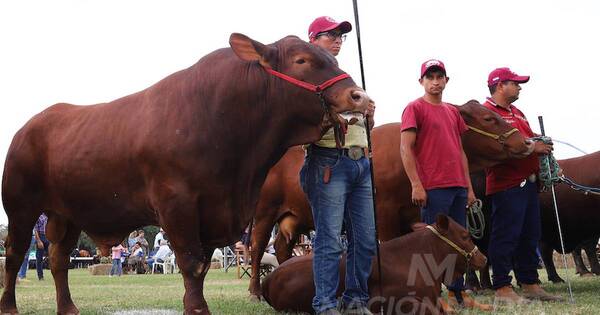 La Nación / Los remates superaron las expectativas de productores