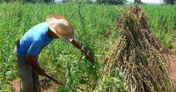 La Nación / La exportación de sésamo creció un 65 % respecto al año pasado