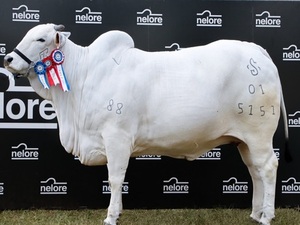 Grandes campeones de la Expo siguen altamente cotizados - La Tribuna