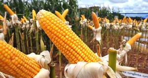 La Nación / Exportaciones de maíz en el primer semestre crecieron 25 %