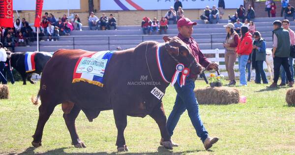 La Nación / Expo de MRA tuvo este año animales mejor valorizados en remates, destacan