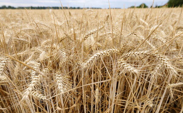 Una campaña abre un debate en Paraguay sobre el cultivo y la venta del trigo transgénico HB4 - MarketData