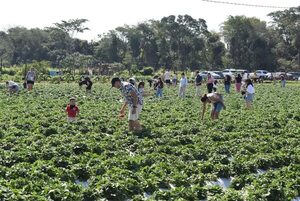Cientos de turistas cosecharon frutilla en finca de Areguá - Nacionales - ABC Color