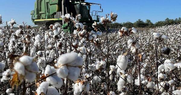 La Nación / Destacan potencial del Chaco en términos de capacidad agroindustrial