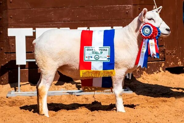 Oveja Texel es la más cara del país: G. 76 millones - Economía - ABC Color