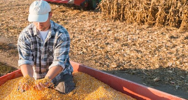 Condiciones climáticas favorecen el desarrollo de cultivo de maíz