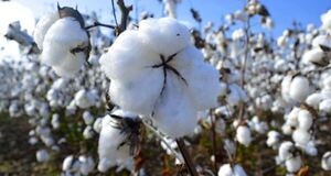 Buen desarrollo de algodón en el Chaco indica potencial de crecimiento agroindustrial