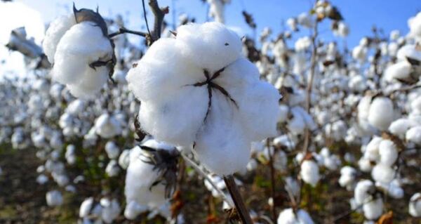 Buen desarrollo de algodón en el Chaco indica potencial de crecimiento agroindustrial
