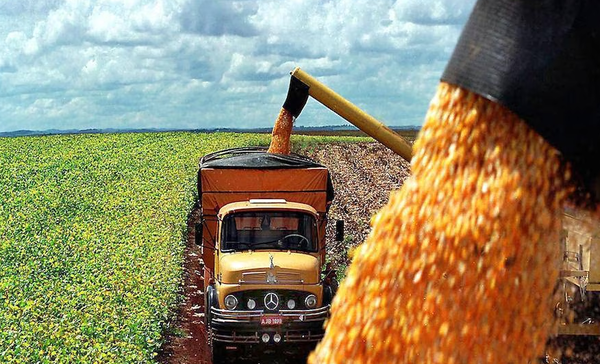 Clima ayuda al desarrollo y estimaciones positivas para la cosecha de maíz zafriña
