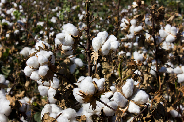 El cultivo del algodón incentiva las inversiones en la zona del Chaco
