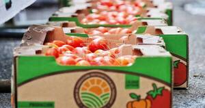 La Nación / Precios del tomate repuntaron en esta semana