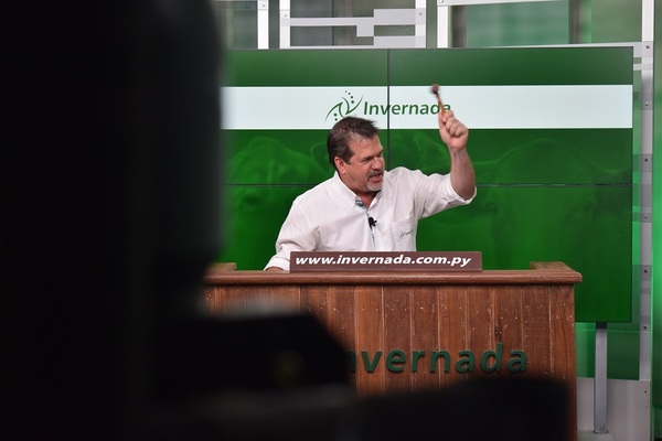 Invernada SA remata este miércoles más de 500 vacunos por pantalla