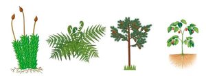 Reino plantas (Metafitas) - Escolar - ABC Color
