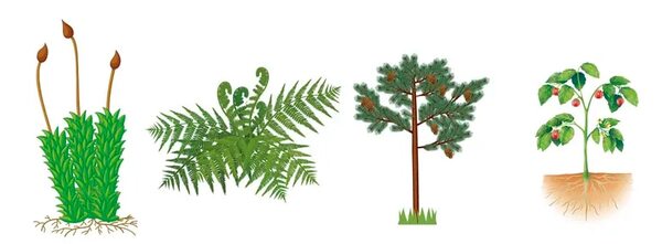 Reino plantas (Metafitas) - Escolar - ABC Color