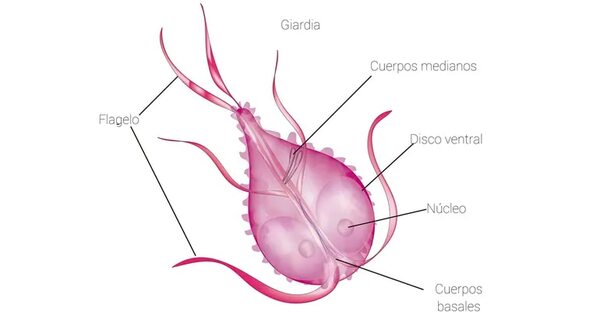 Infecciones parasitarias: giardiasis - Escolar - ABC Color
