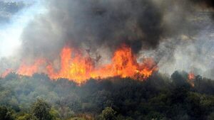 Incendios forestales en Argelia registran 34 fallecidos y 1.500 evacuados | OnLivePy