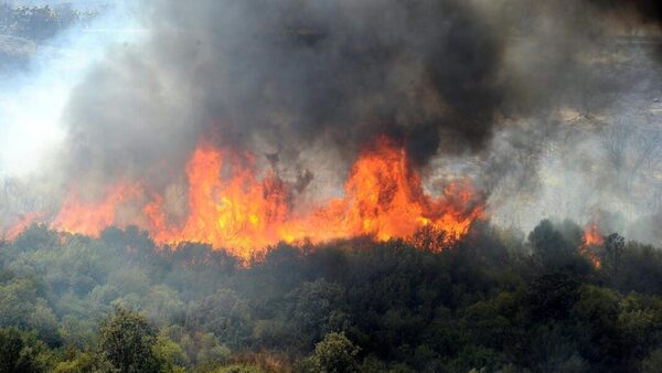 Incendios forestales en Argelia registran 34 fallecidos y 1.500 evacuados | OnLivePy
