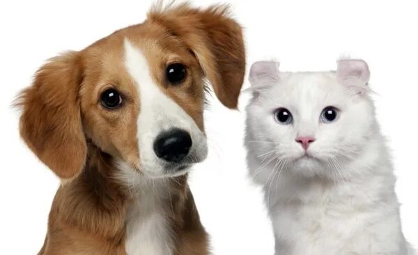 ¡Ayudemos a los michis y perritos! - Mascotas - ABC Color