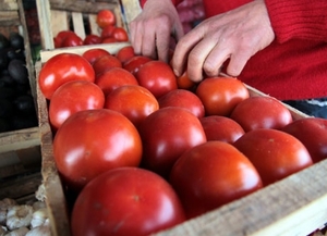 Precios del tomate repuntaron en esta semana