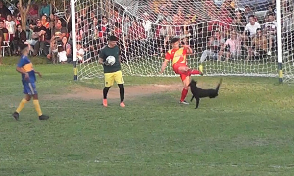 San José de los Arroyos: Jugador pateó a un perro en pleno partido y generó indignación de la ciudadanía - OviedoPress