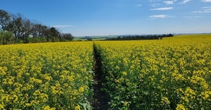 Kimex produce canola orgánica con el objetivo de exportar a importante mercado del exterior