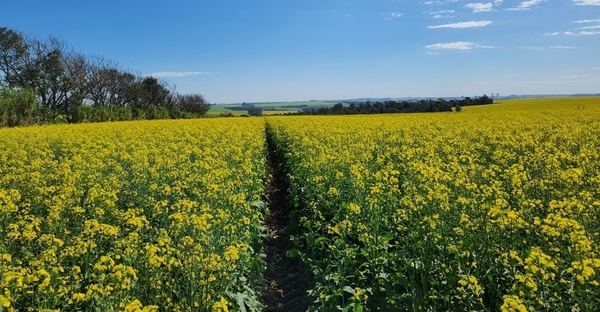 Kimex produce canola orgánica con el objetivo de exportar a importante mercado del exterior